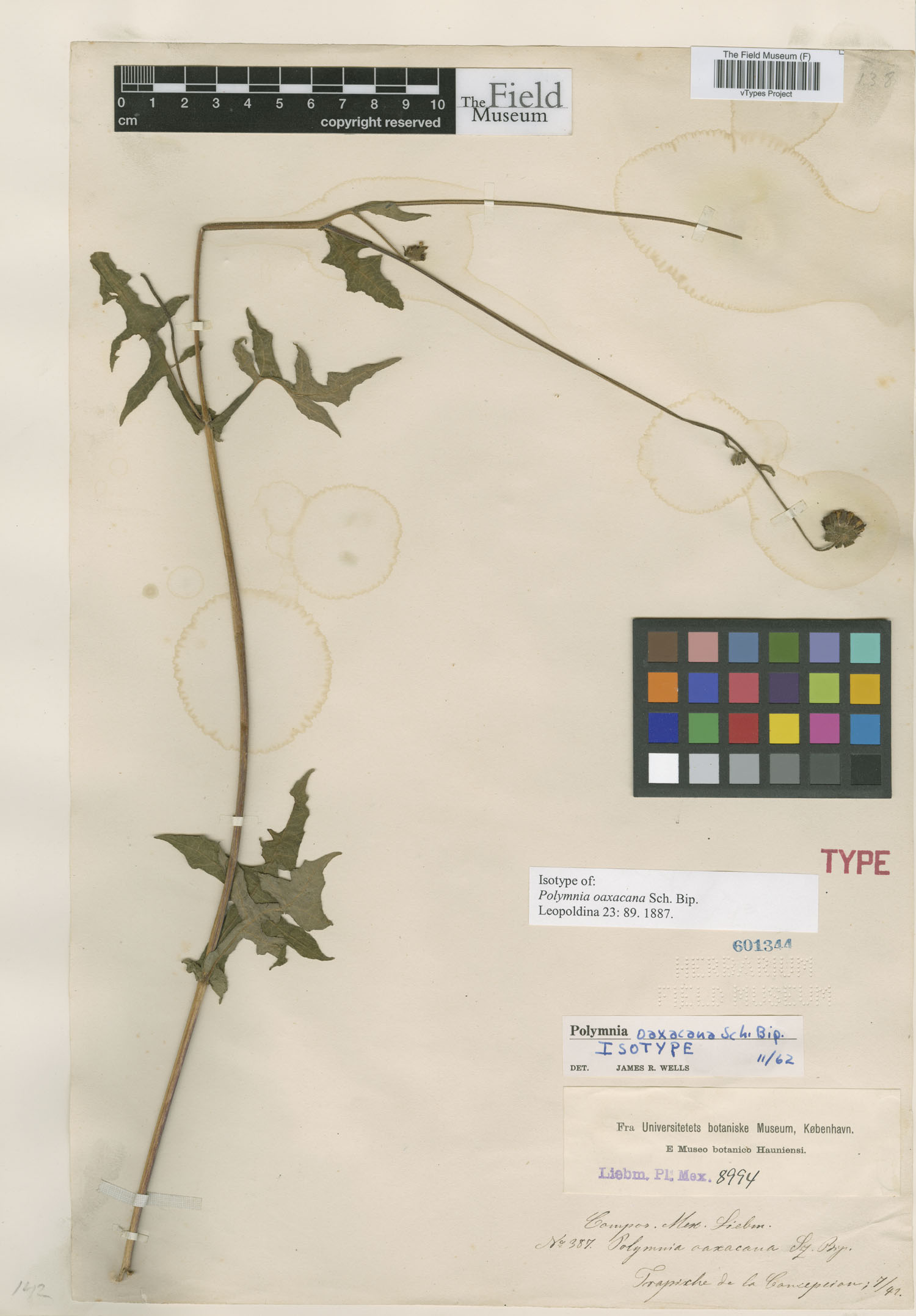 Smallanthus oaxacanus image