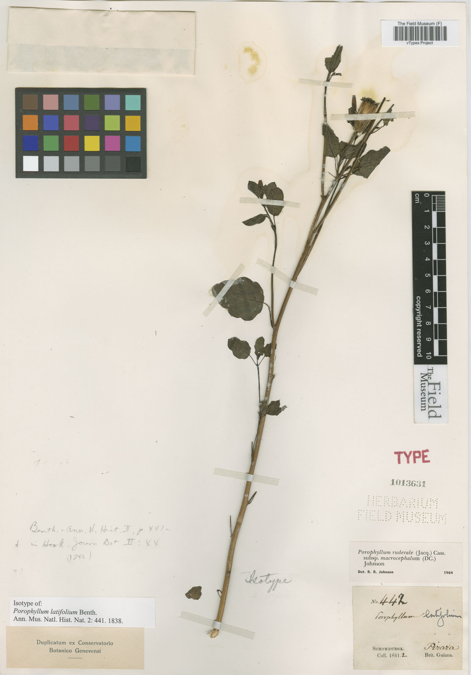 Porophyllum ruderale ssp. macrocephalum image