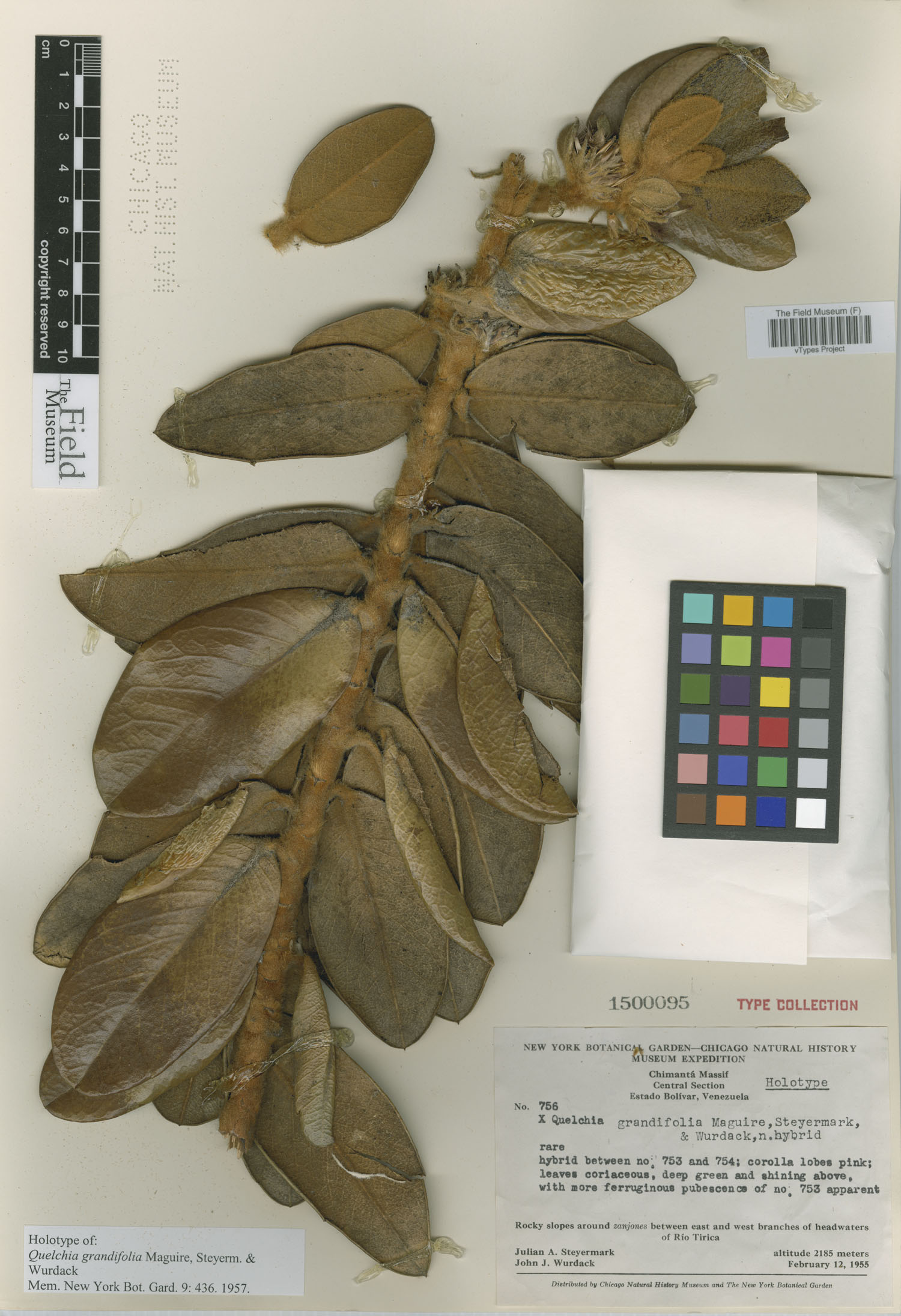 Quelchia grandifolia image