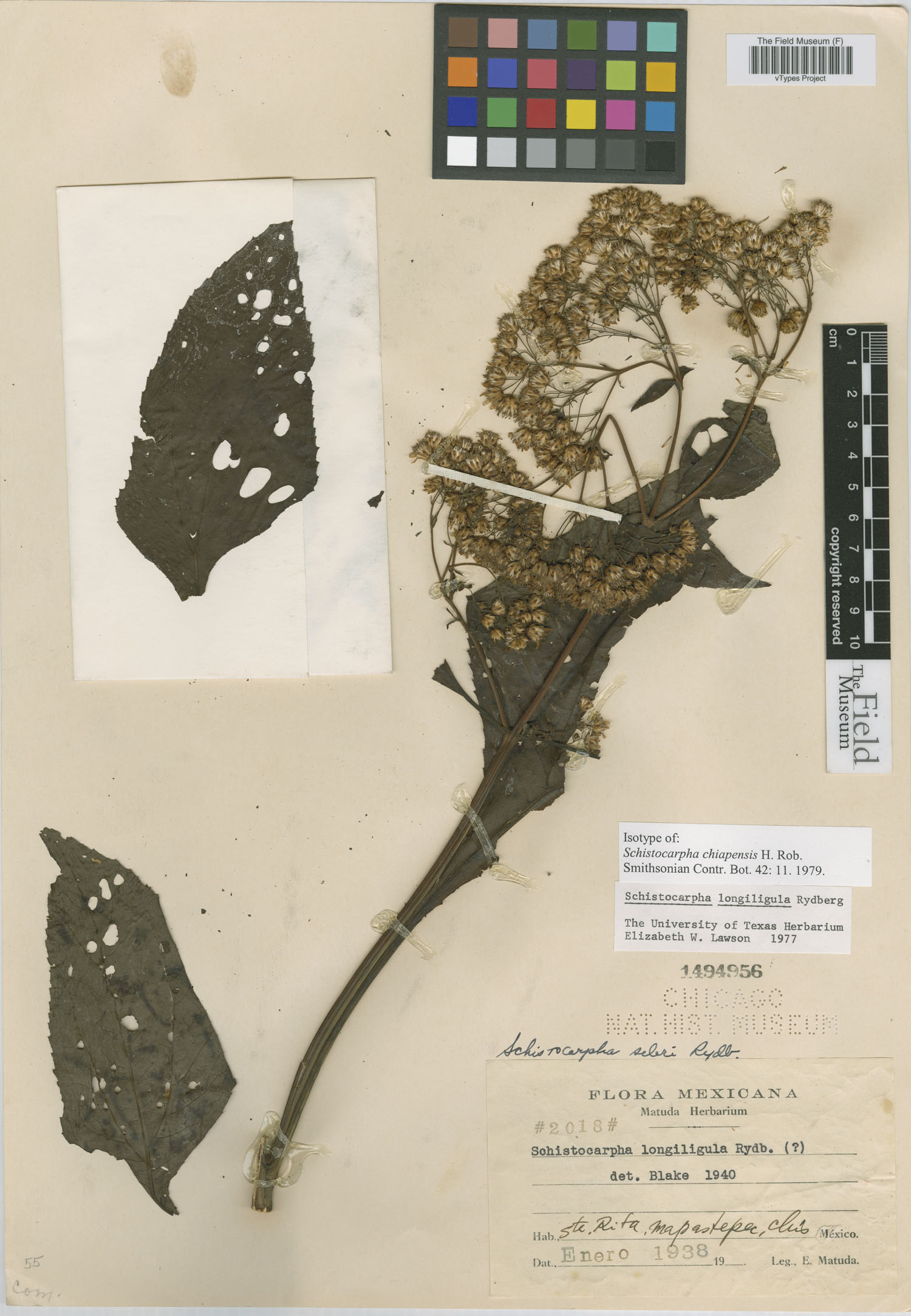 Schistocarpha longiligula image