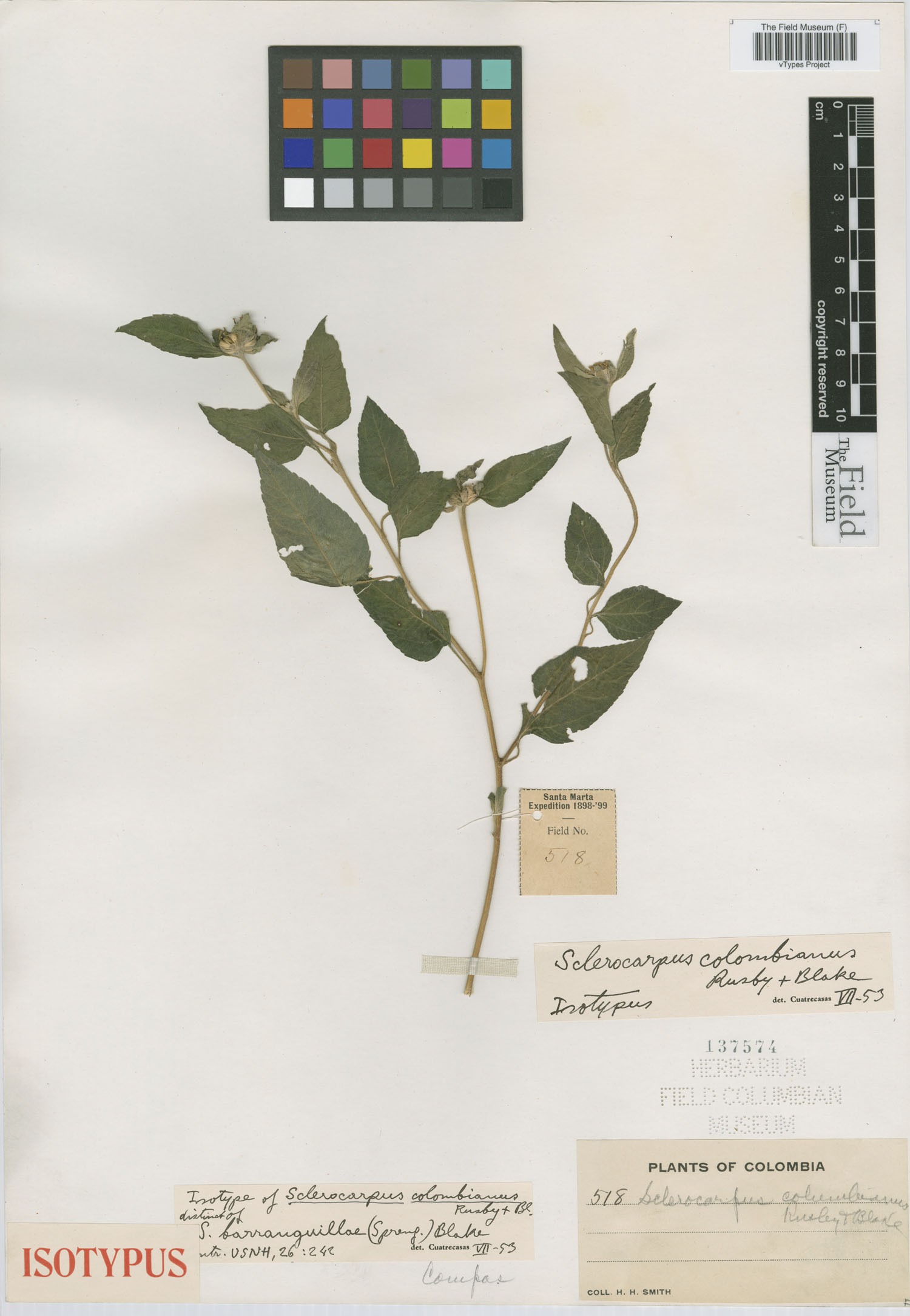 Sclerocarpus baranquillae image