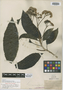 Telanthophora grandifolia image