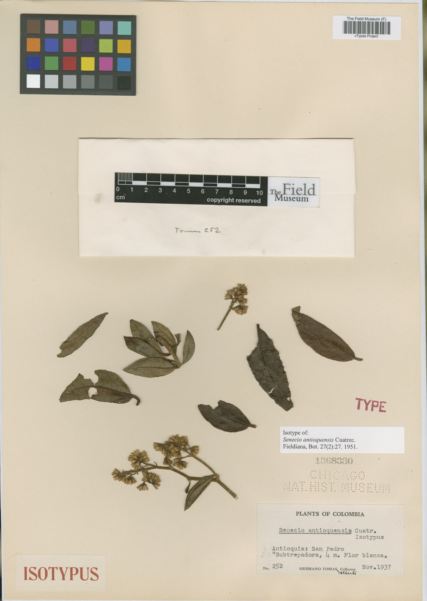 Pentacalia trianae image