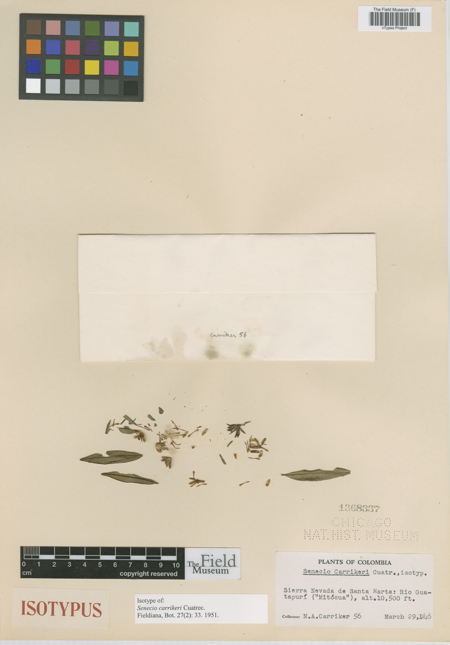 Monticalia carrikeri image