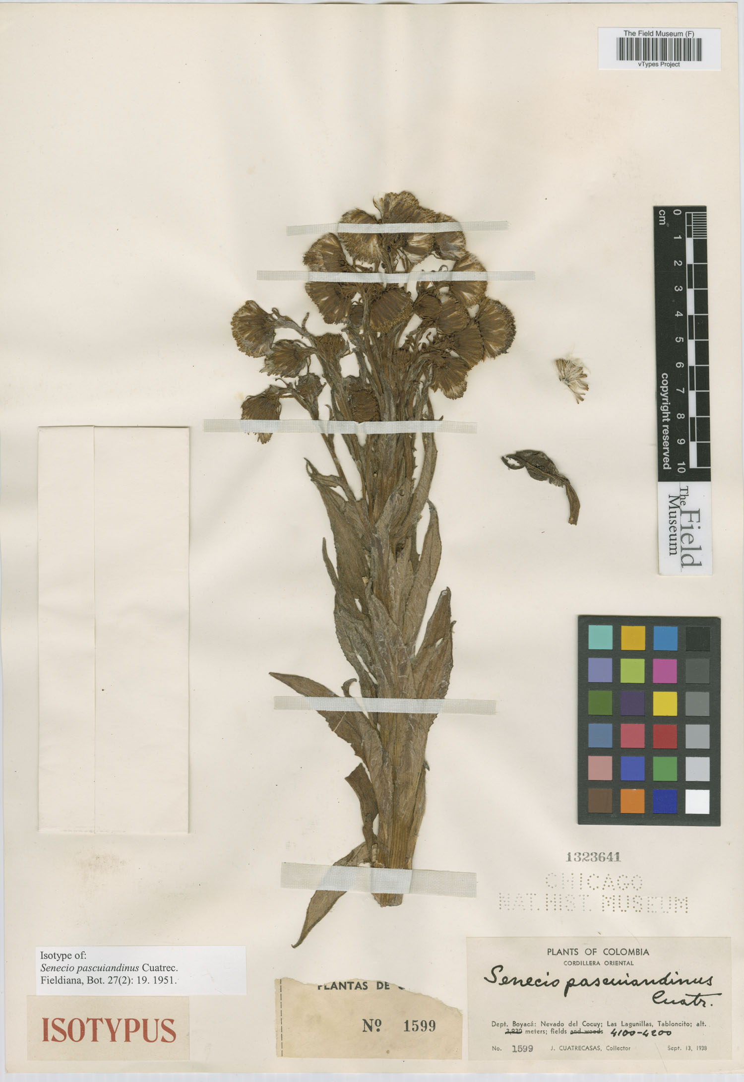 Senecio pascuiandinus image