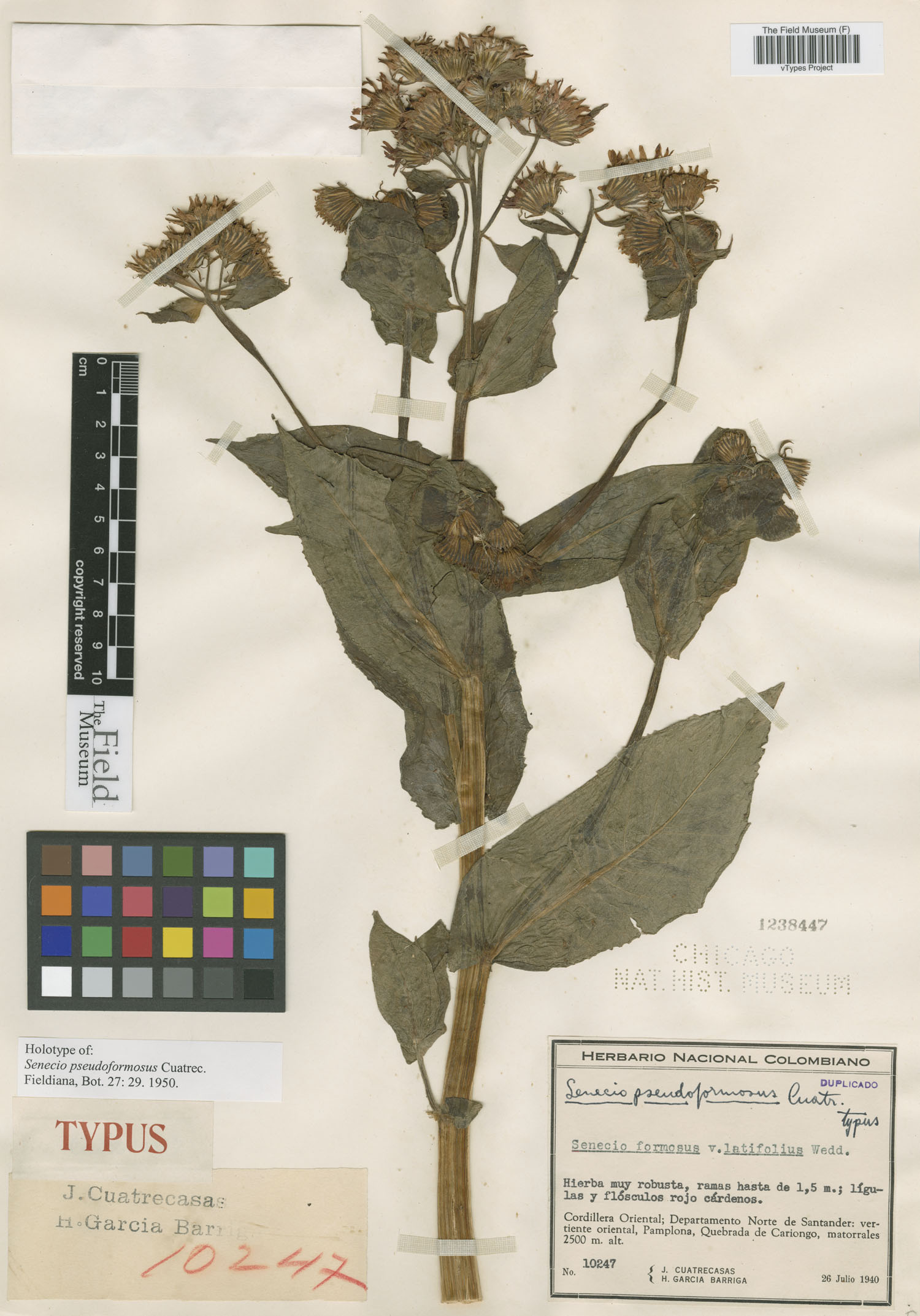 Senecio pseudoformosus image