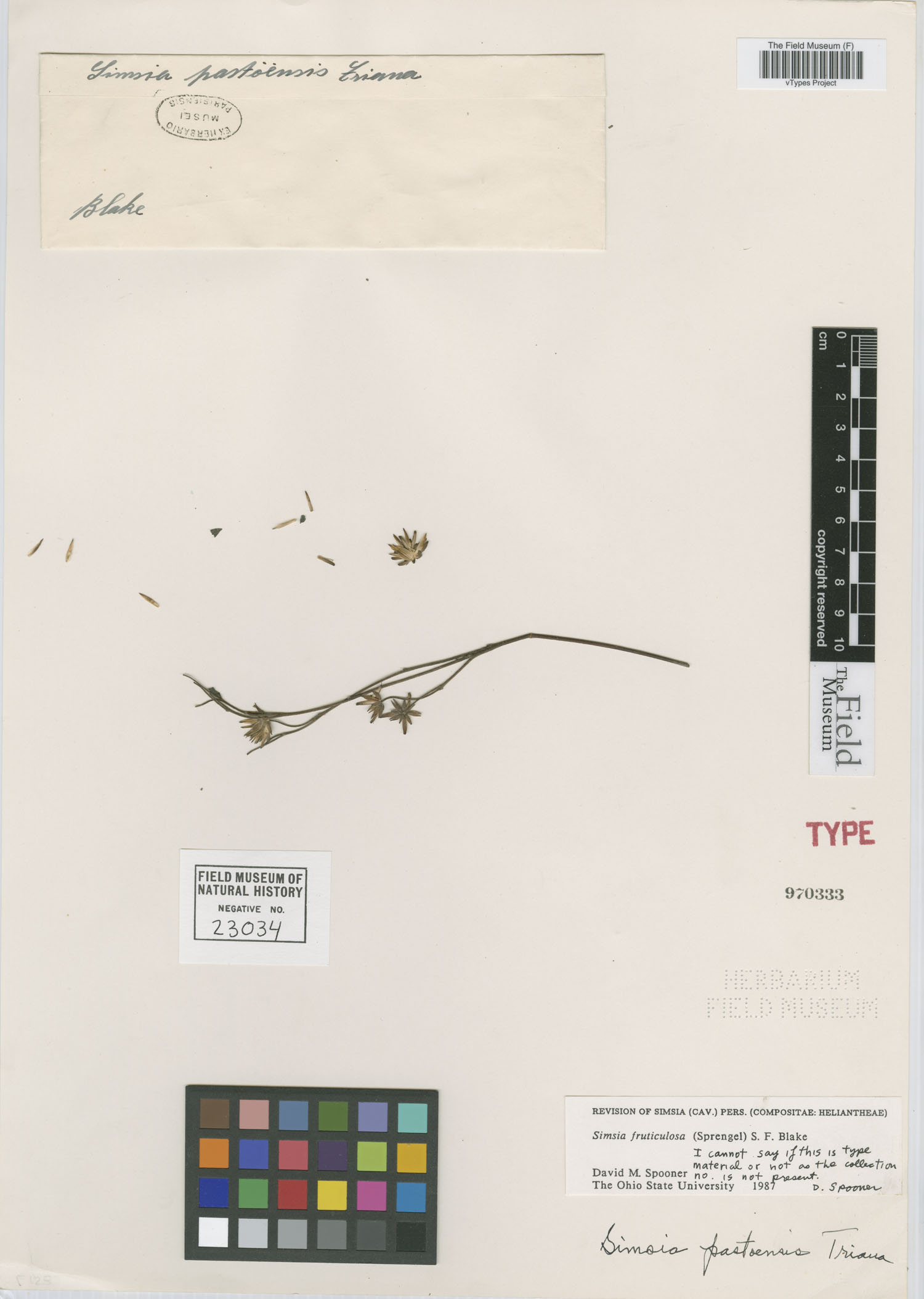 Simsia pastoensis image