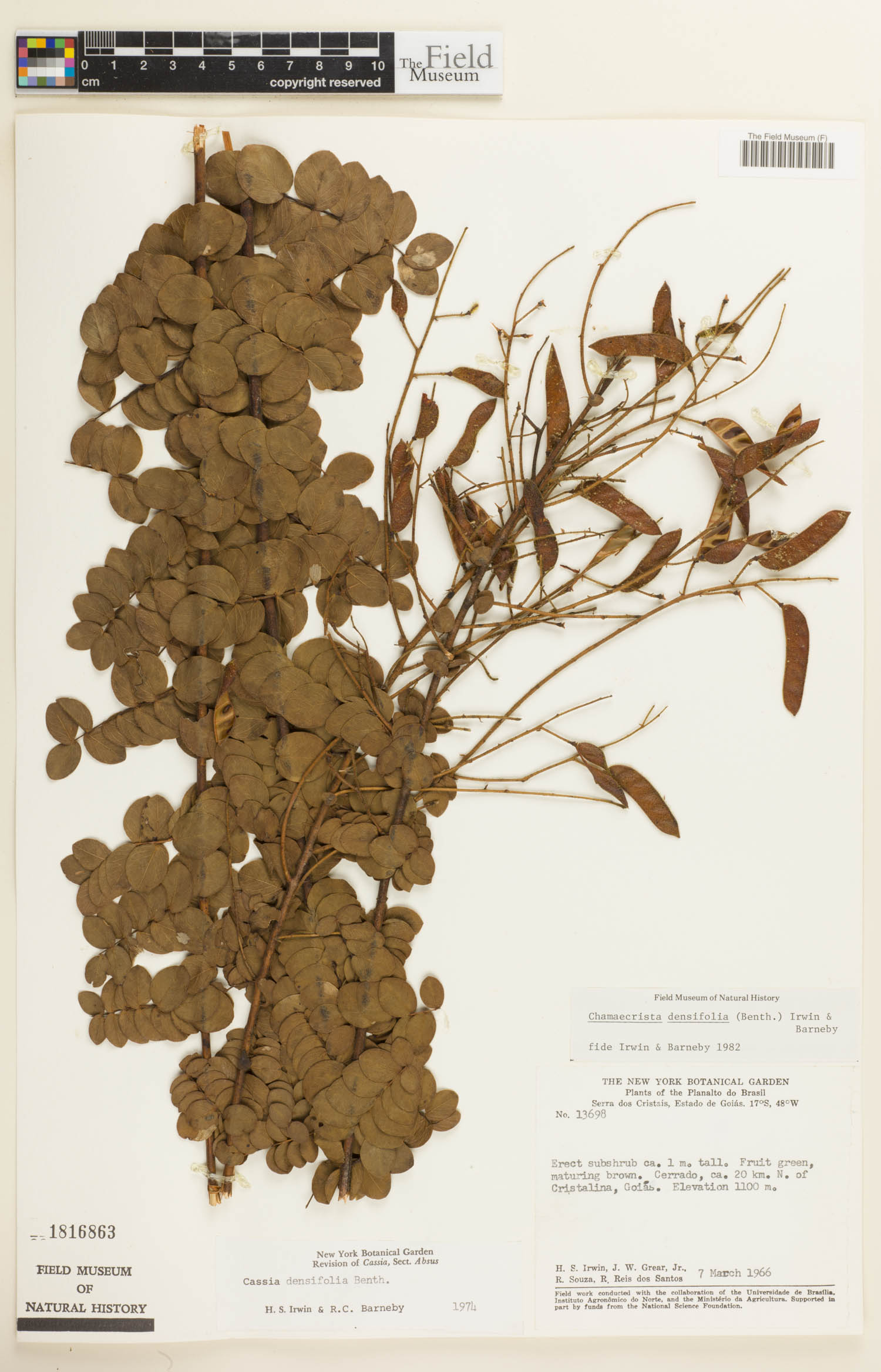 Chamaecrista densifolia image