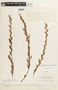 Chamaecrista desvauxii var. brevipes image