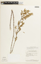 Chamaecrista desvauxii var. brevipes image