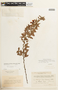 Chamaecrista desvauxii var. mollissima image