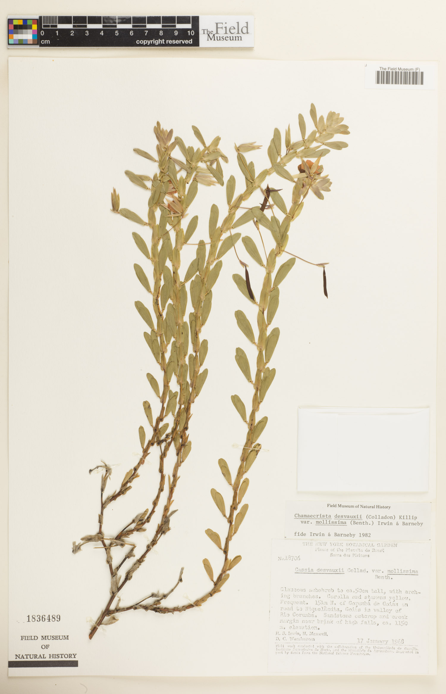 Chamaecrista desvauxii var. mollissima image