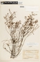 Chamaecrista desvauxii var. triumviralis image
