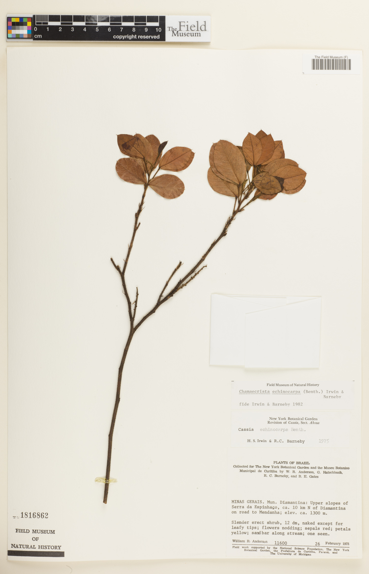 Chamaecrista echinocarpa image