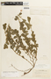 Chamaecrista diphylla image
