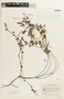 Chamaecrista fagonioides var. fagonioides image
