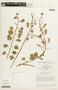Chamaecrista fagonioides var. macrocalyx image