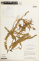 Chamaecrista filicifolia image