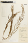 Chamaecrista flexuosa image