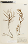 Chamaecrista flexuosa var. flexuosa image