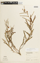 Chamaecrista flexuosa var. flexuosa image