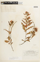 Chamaecrista glandulosa var. andicola image
