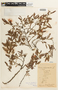 Chamaecrista glandulosa var. andicola image