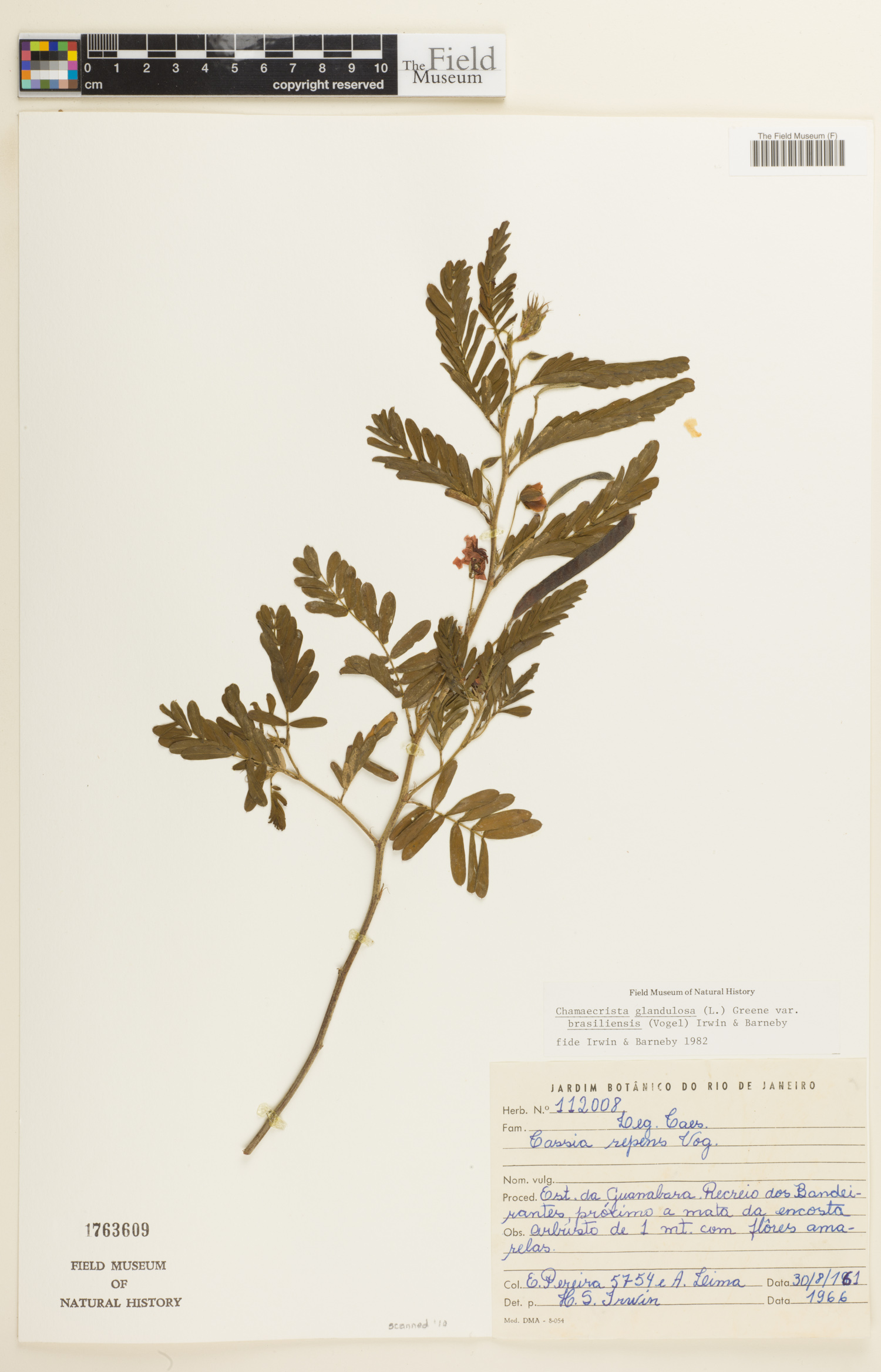 Chamaecrista glandulosa var. brasiliensis image