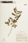 Chamaecrista glandulosa var. brasiliensis image