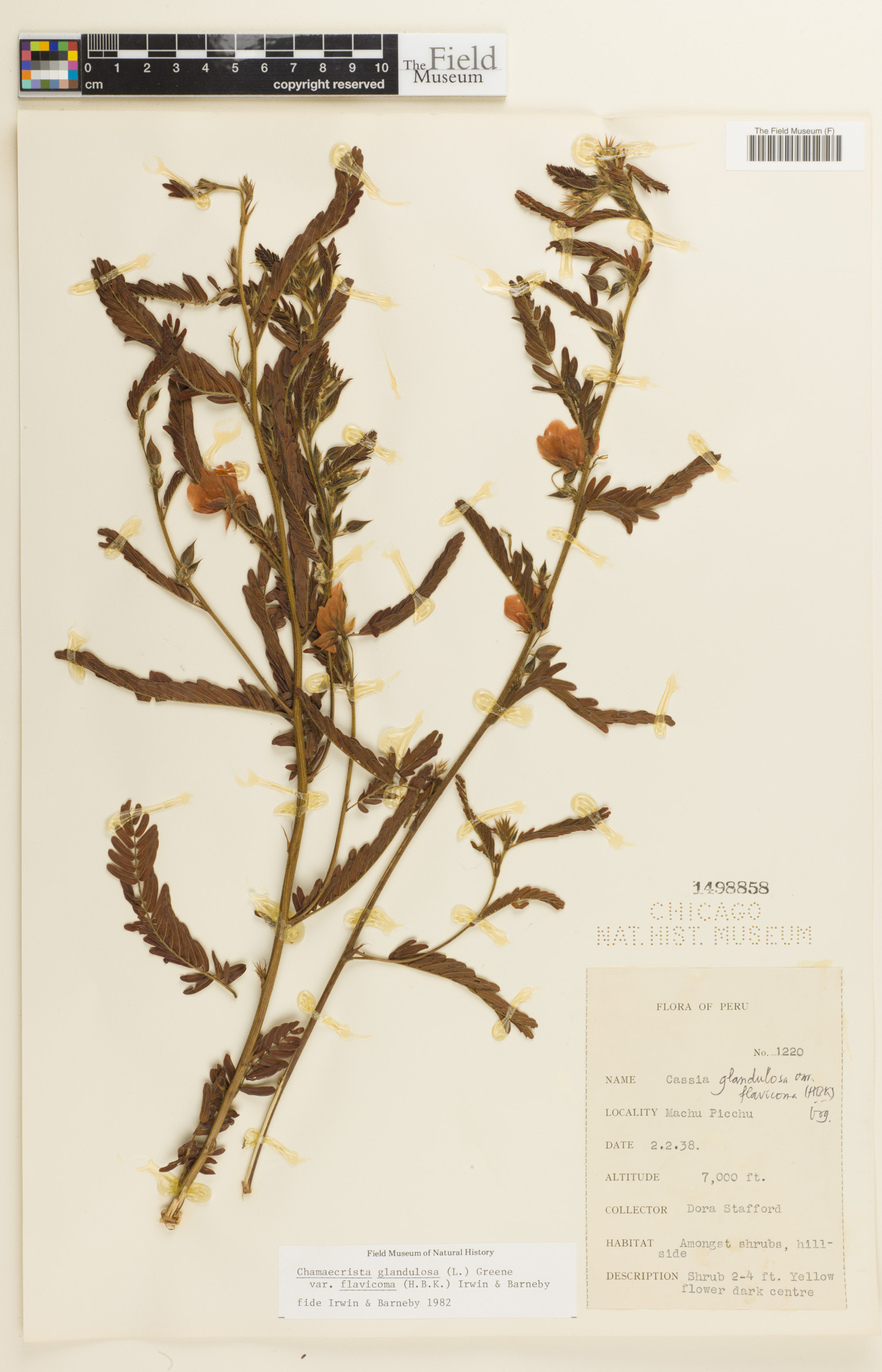 Chamaecrista glandulosa image