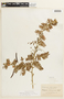 Chamaecrista glandulosa var. flavicoma image