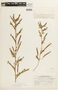 Chamaecrista glandulosa image