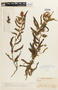 Chamaecrista glandulosa var. flavicoma image