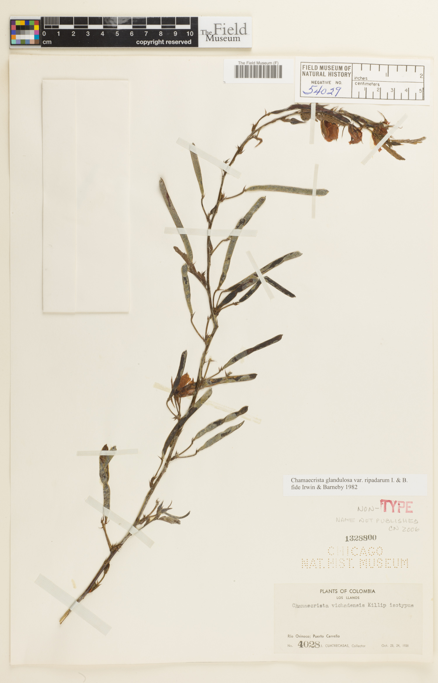 Chamaecrista glandulosa var. rapidarum image