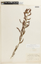 Chamaecrista glandulosa var. tristicula image