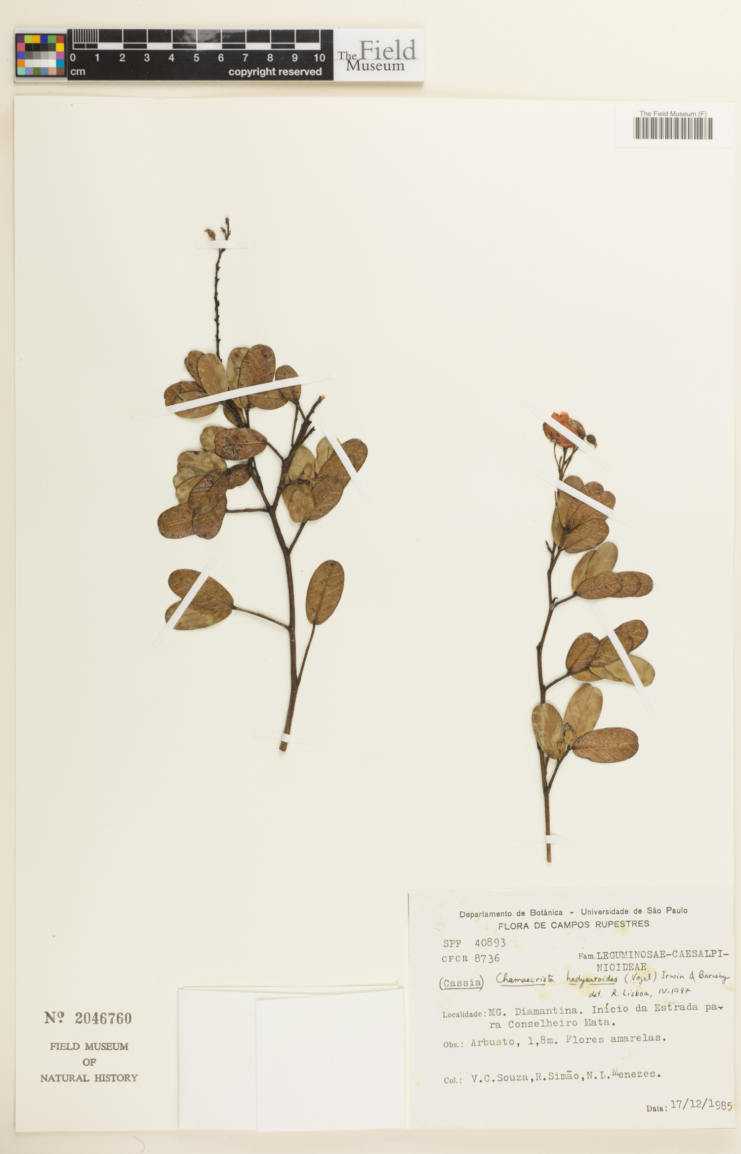 Chamaecrista hedysaroides image