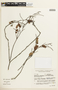 Chamaecrista hedysaroides image