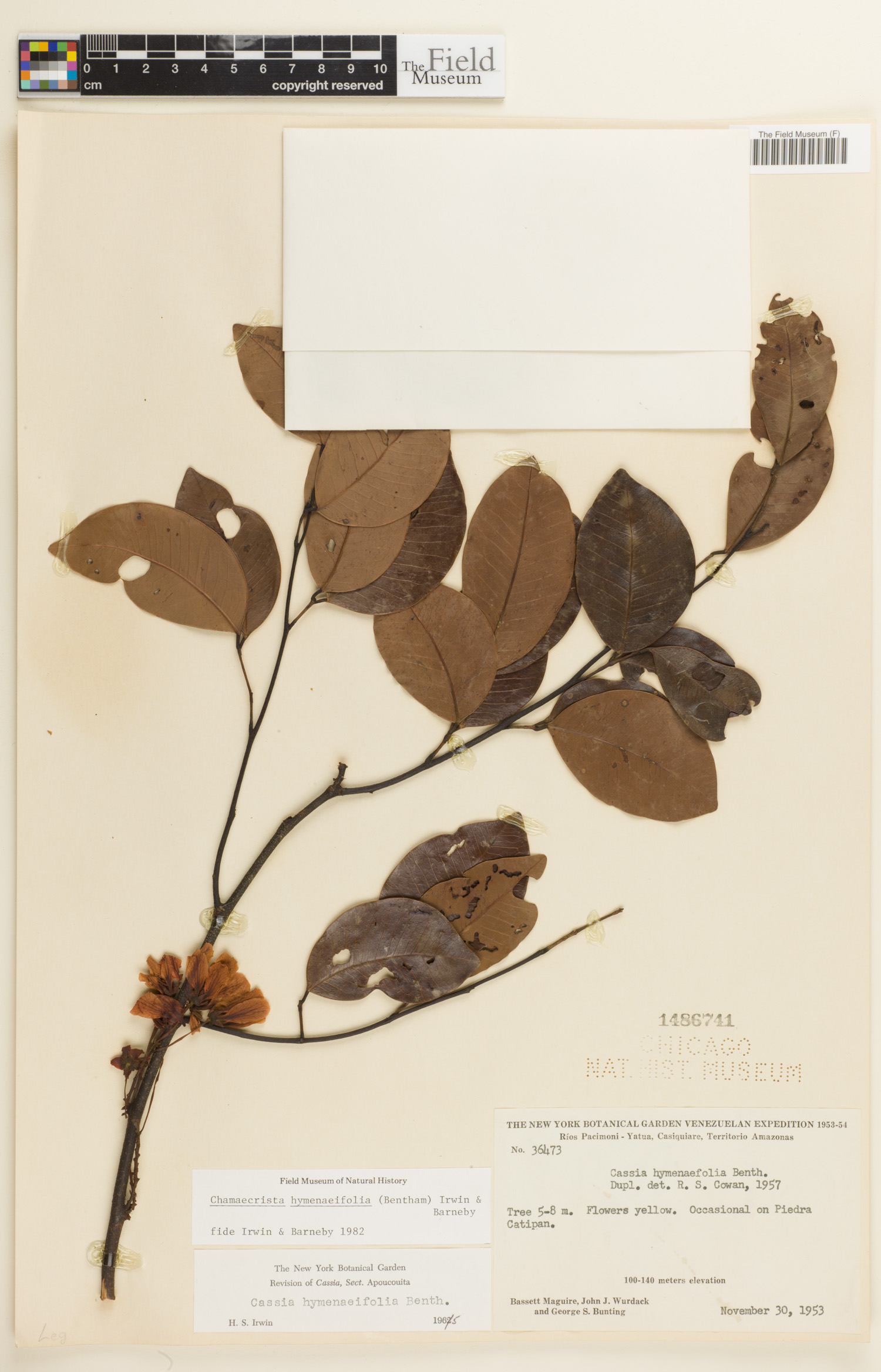 Chamaecrista hymenaeifolia image