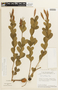 Chamaecrista lavradioides image