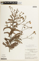 Chamaecrista neesiana var. goyazensis image
