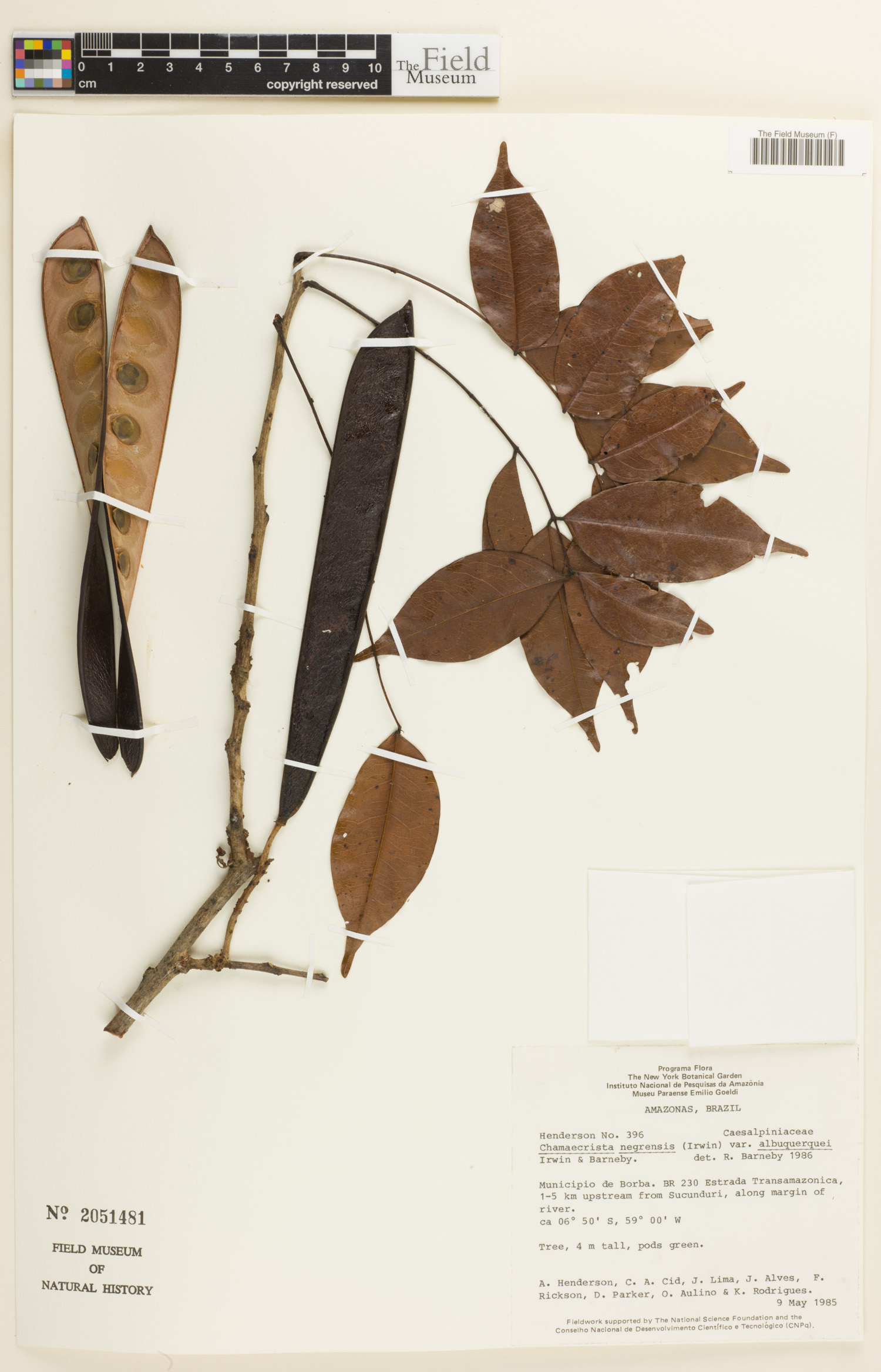 Chamaecrista negrensis var. albuquerquei image