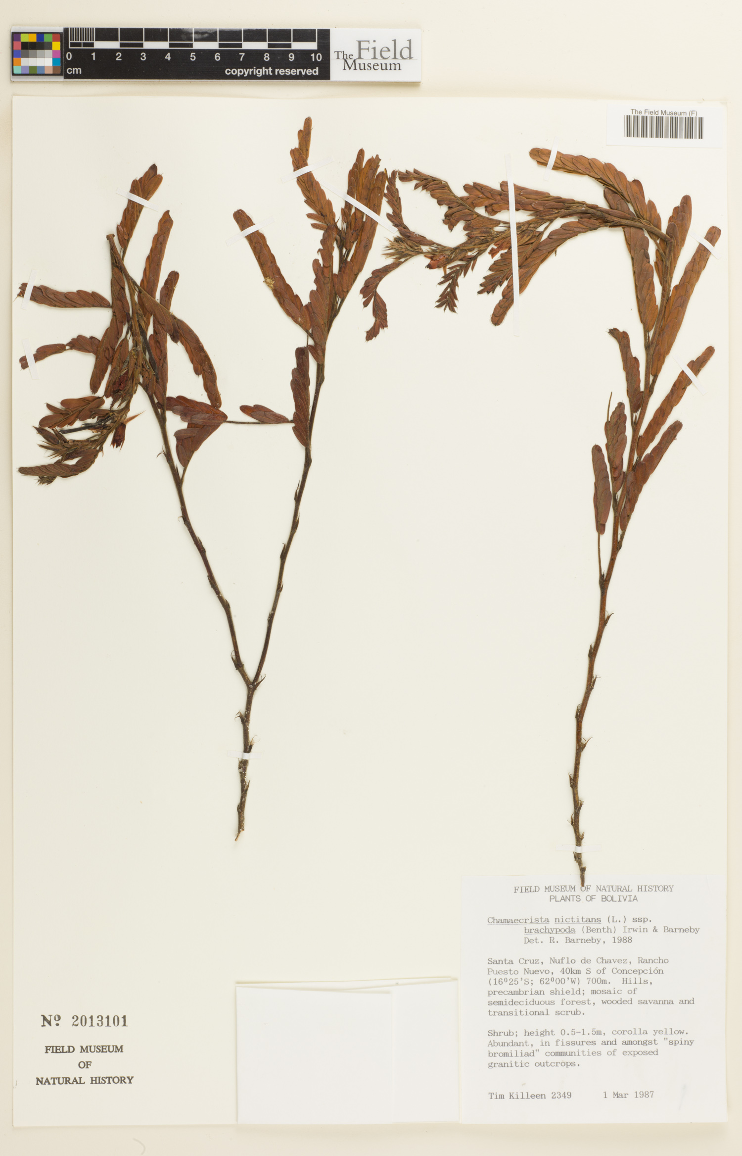 Chamaecrista nictitans image