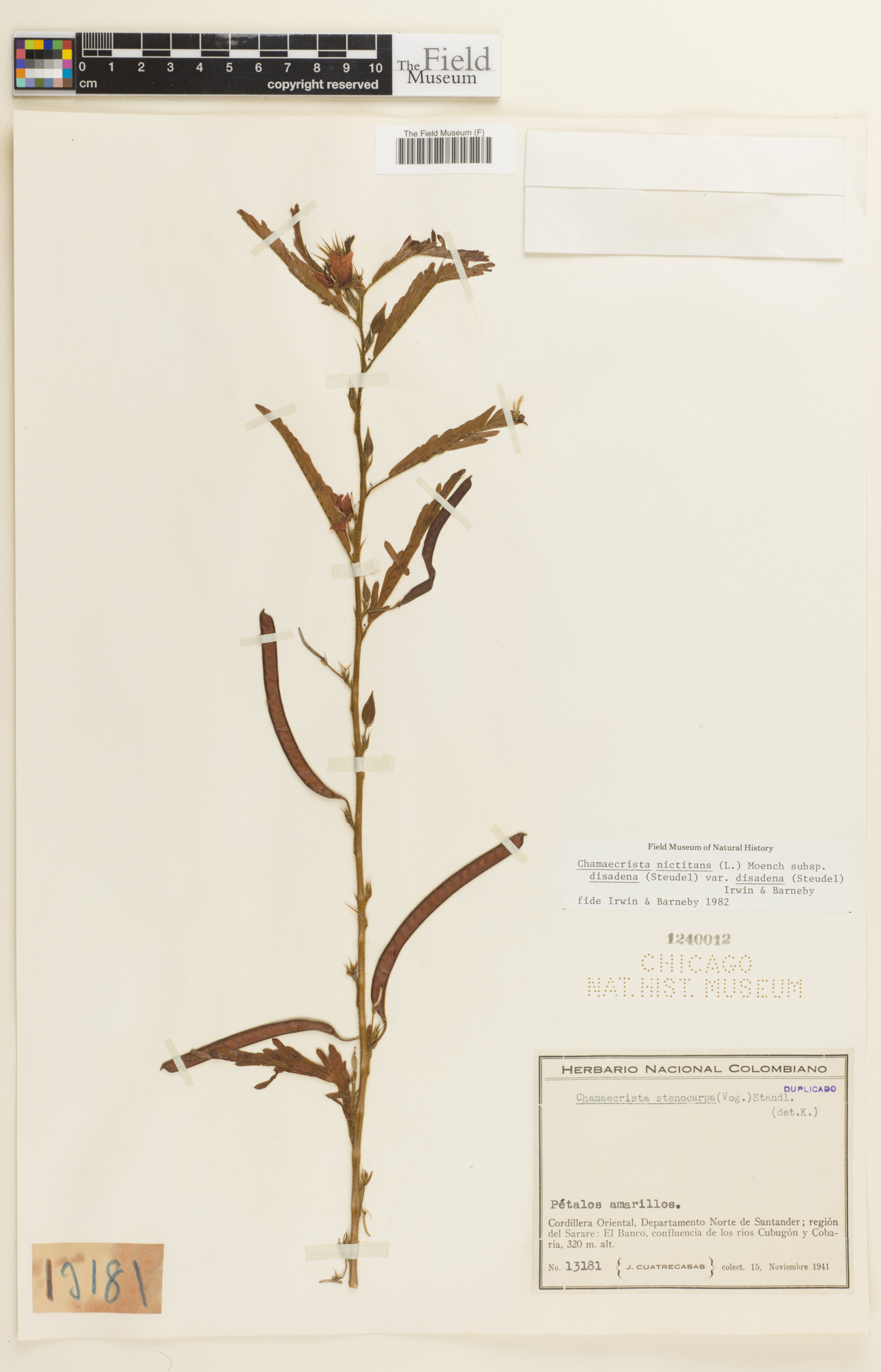 Chamaecrista nictitans image