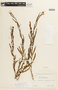 Chamaecrista nictitans var. disadena image