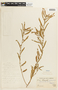 Chamaecrista nictitans var. jaliscensis image
