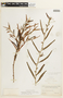 Chamaecrista nictitans var. jaliscensis image