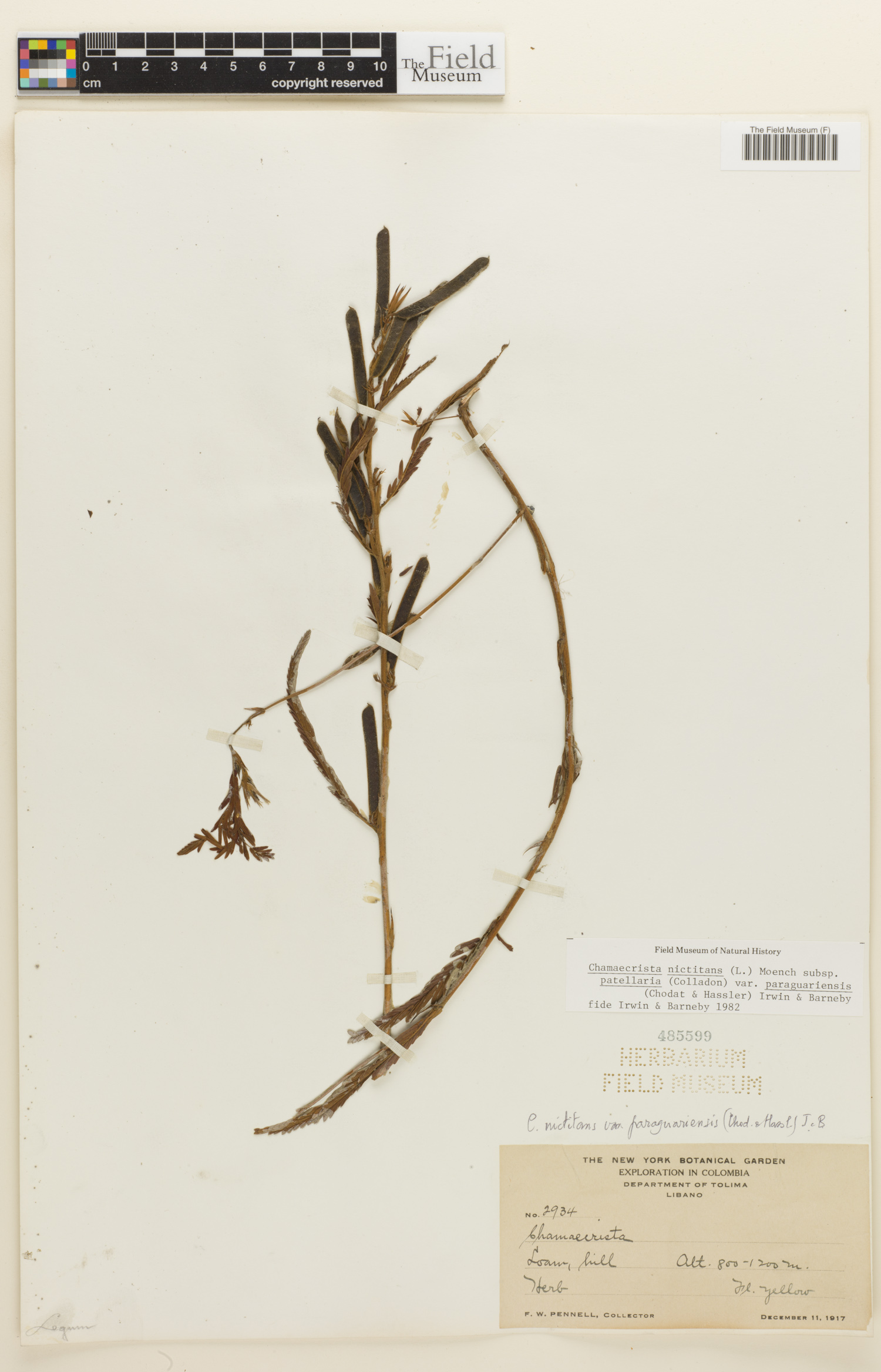 Chamaecrista nictitans var. paraguariensis image