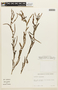 Chamaecrista nictitans var. paraguariensis image