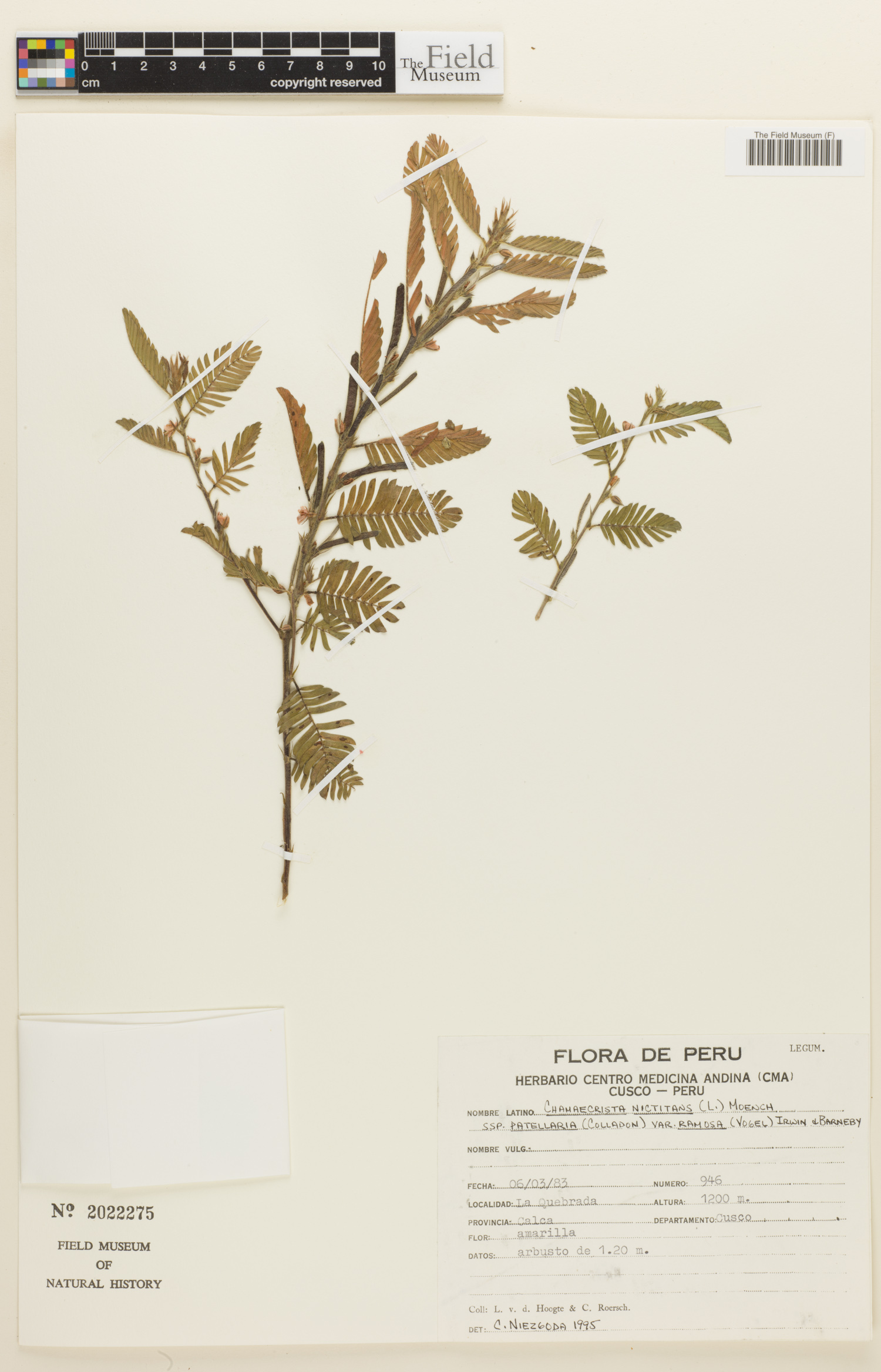 Chamaecrista nictitans image