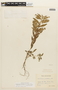 Chamaecrista nictitans var. ramosa image